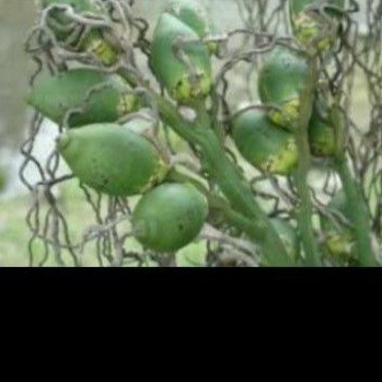 

Buah Pinang Muda/Buah Jambe (Buah Muda) Obat Herbal Segar