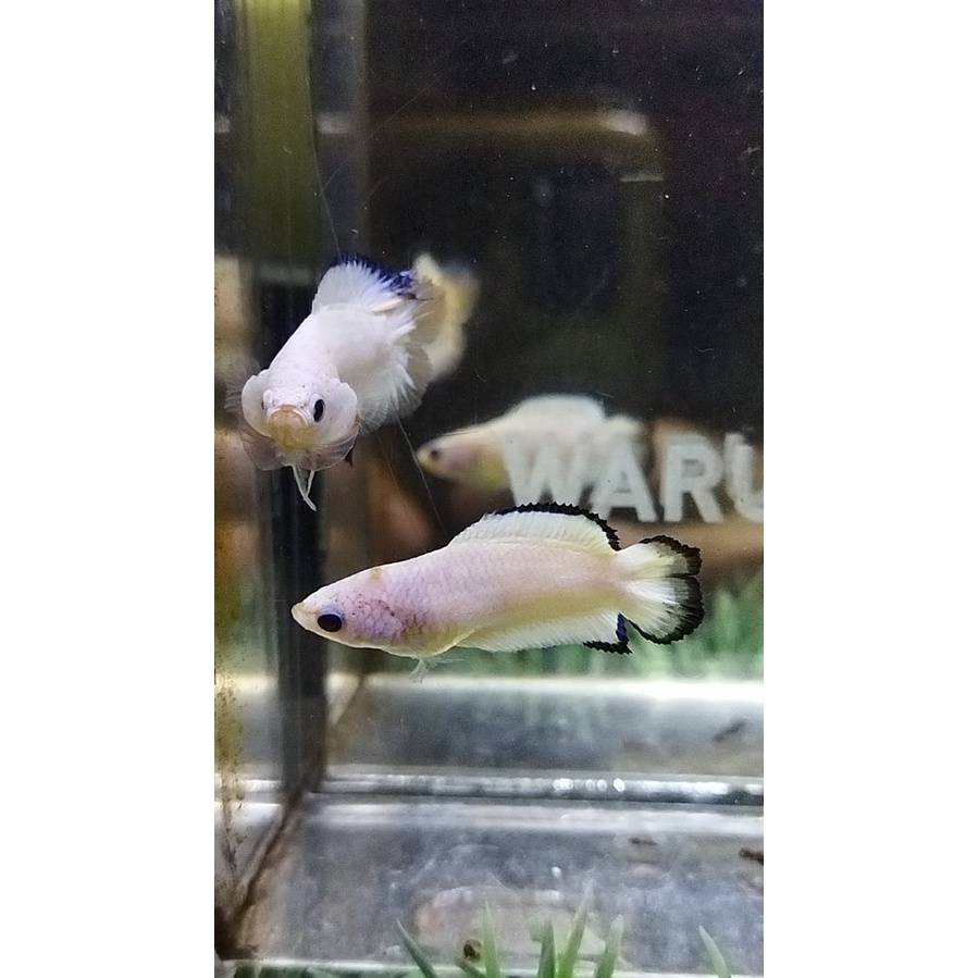 HIASAN AKUARIUM SEPASANG PKDT BLACK RIM LINE PKDT BR 100% REALPICT (99DTBRP2)