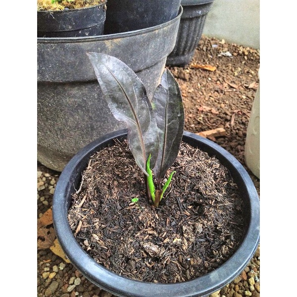 Anthurium black dragon