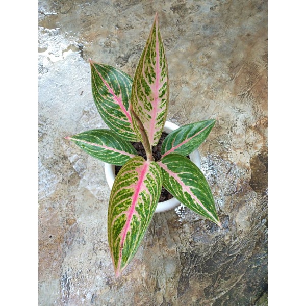 Aglaonema Red Legacy