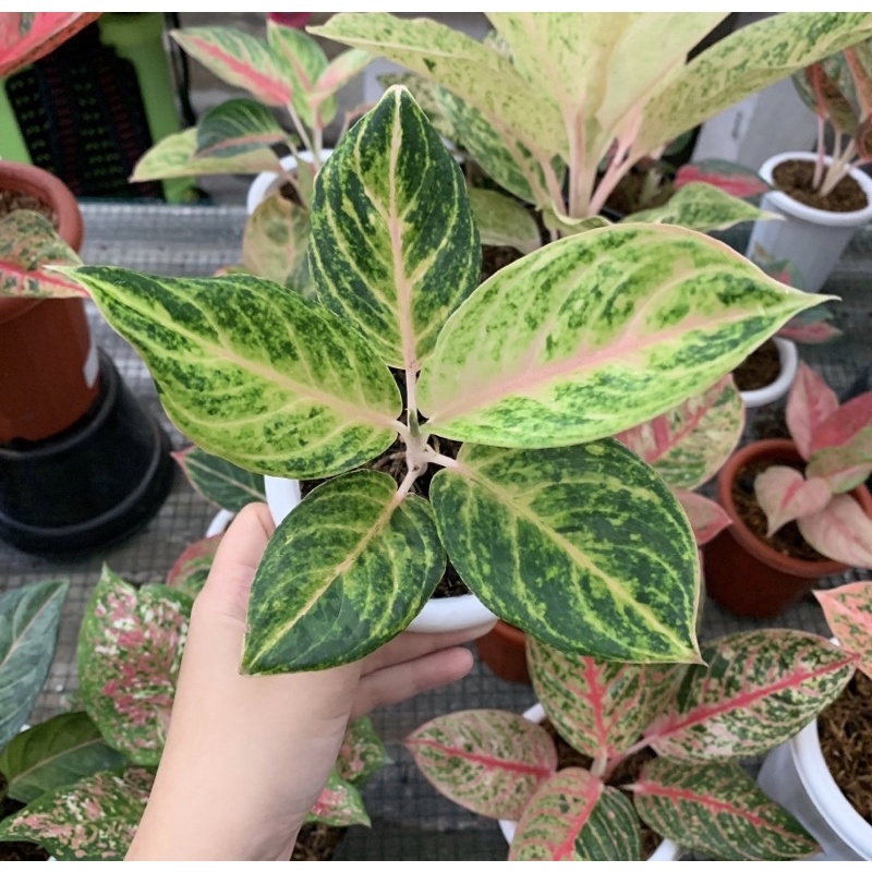 Aglonema Obama mutasi