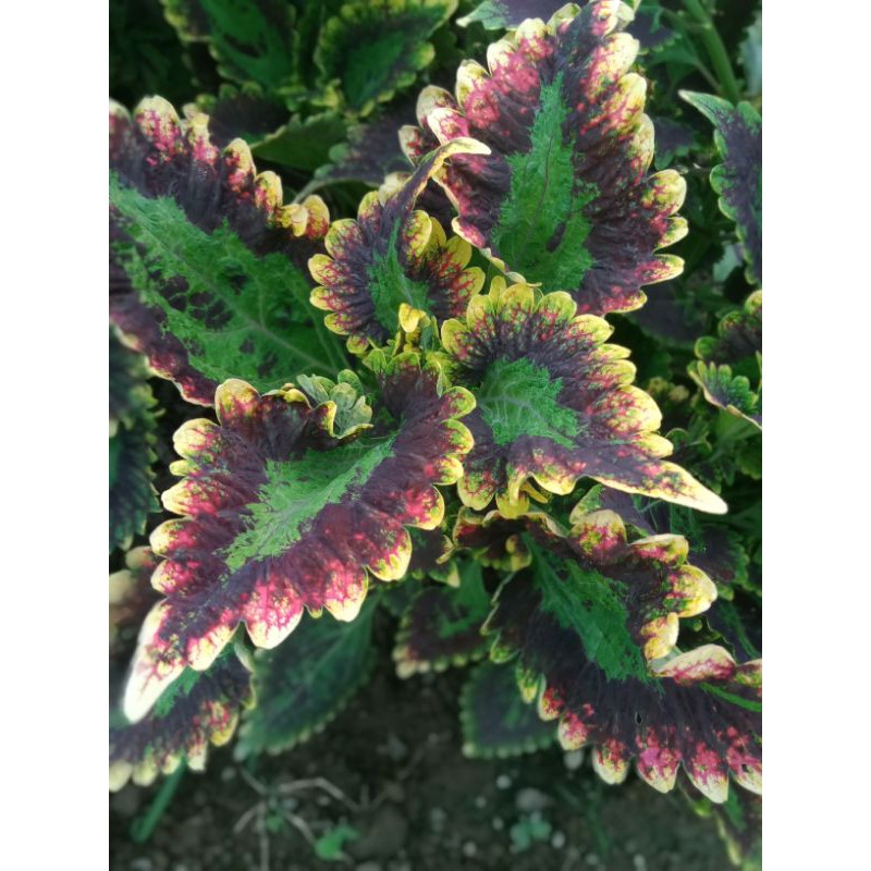 miana_premium/miana_langka/coleus/jawerkotok