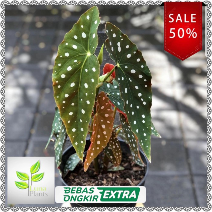 tanaman begonia polkadot / tanaman hias begonia polkadot