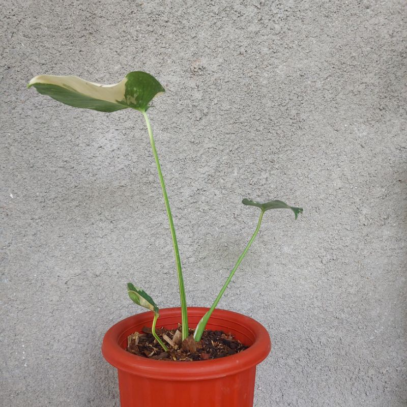MONSTERA VARIEGATA WHITE TIGER