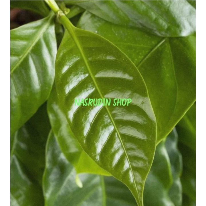 

DAUN KOPI SEGAR 1KG LANGSUNG PETIK / DAUN KOPI MUDA DAN TUA / OBAT TRADISIONAL / TANAMAN HERBAL / OBAT HERBAL / PROMO / DISKON / TERLARIS / TERMURAH / HEMAT / GRATIS / UNTUNG / TERBARU