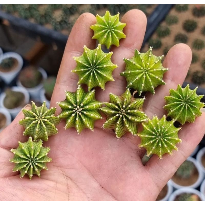 gymnocalycium LB 2178 ori