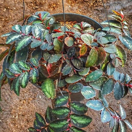 TANAMAN GANTUNG TANAMAN HIAS BUNGA PELLIONIA REPENS MURAH