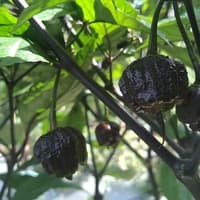 Benih Bibit Biji - Cabai Purple Carolina Reaper Ungu Chili Pepper Seeds