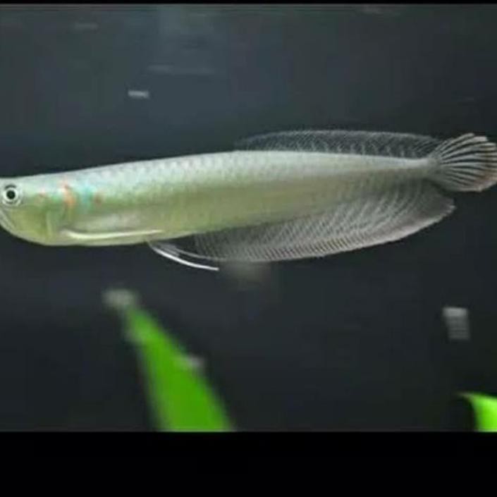 Terbaik Ikan Arwana Silver Brazil Ukuran 7-8CM. . . .