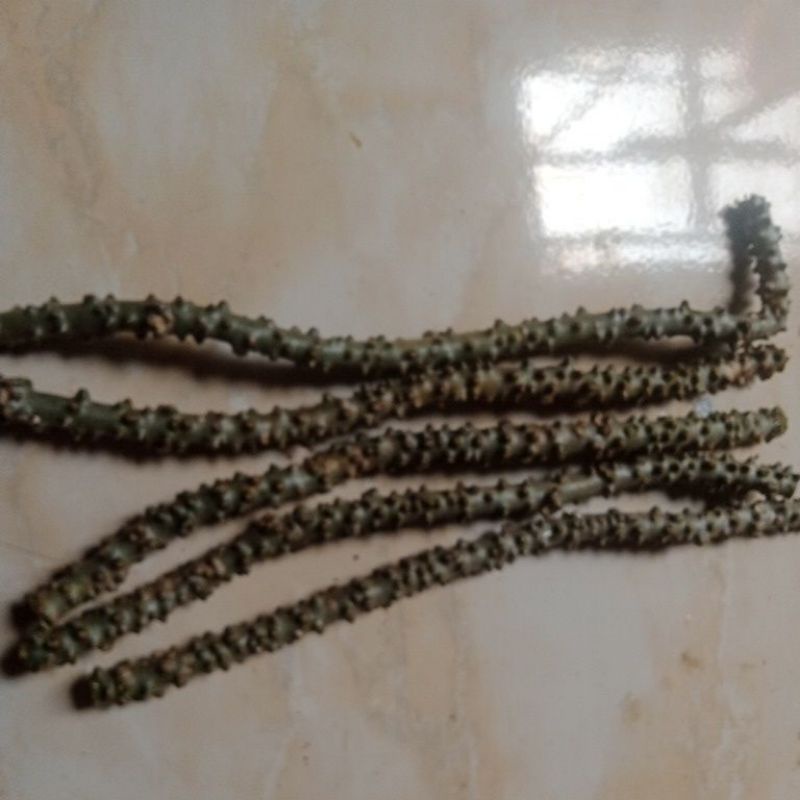 

5 btg 30cm Stek brotowali jamu sapih susu balita