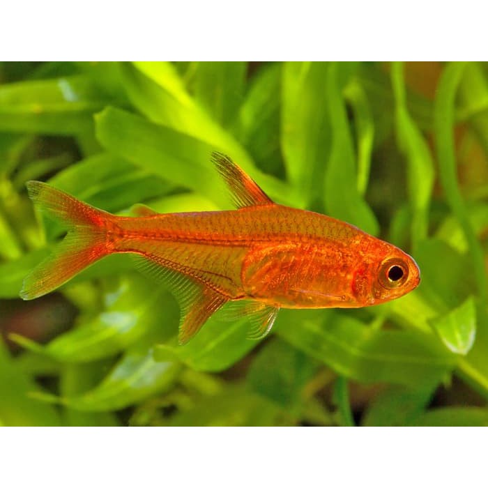 Jual Amandae Red Amber Tetra Paket Indonesia Shopee Indonesia