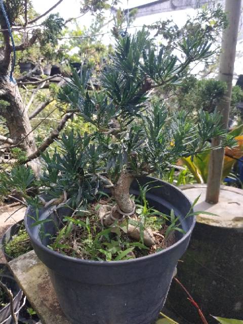 Bonsai Lohansung Micro