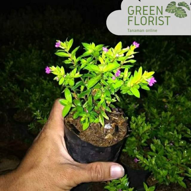 Tanaman hias taiwan beuty bunga ungu / taiwan beuty bunga ungu / tanaman hias taiwan bunga ungu