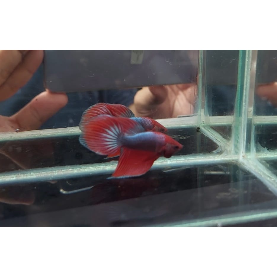 Ikan Cupang Veil Tail | Motif RANDOM