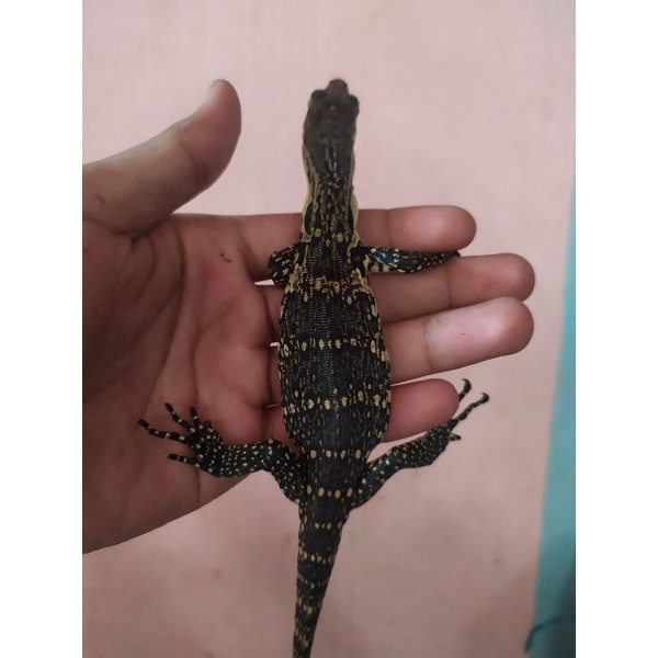 varanus salvator/biawak baby