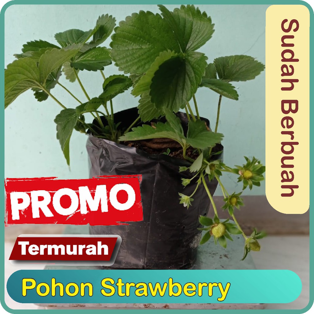 Bibit Strawberry Mencir Super Sudah BerBuah
