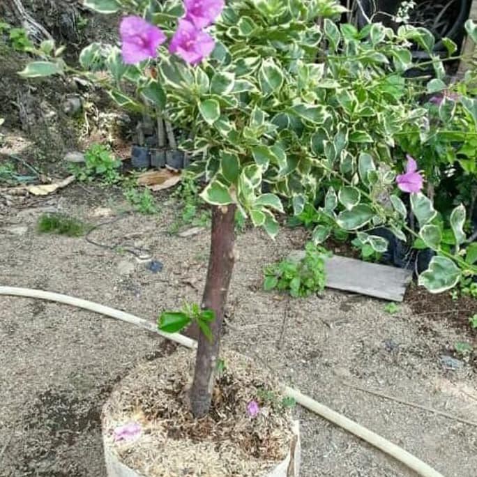Tanaman bougenville/pohon bougenville bungs ungu