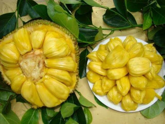 Bibit Nangka Mini/Tanaman Nangka Mini