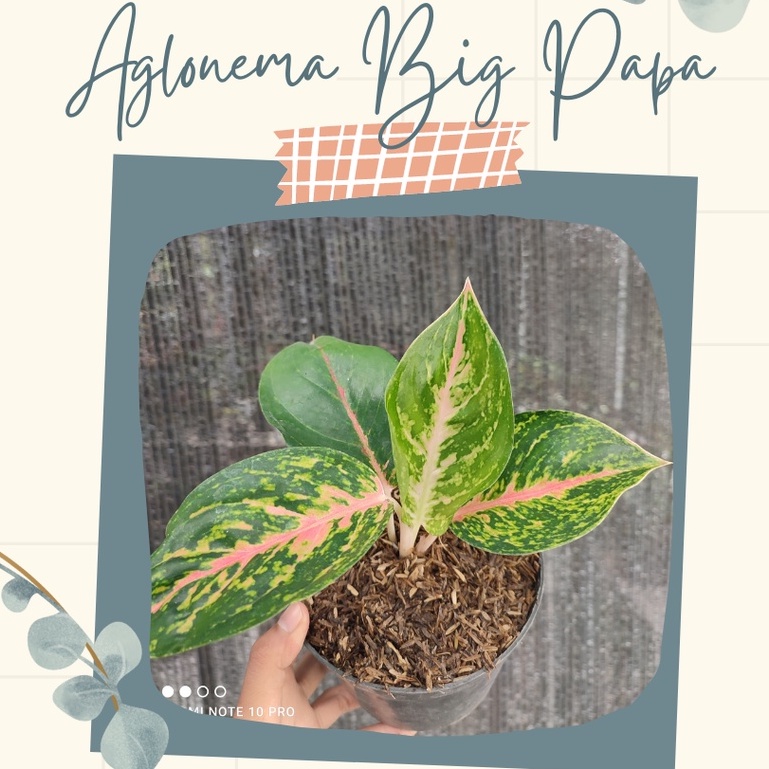 Aglonema Big Papa Bunga Aglonema Big Papa Tanaman Hias Big Papa
