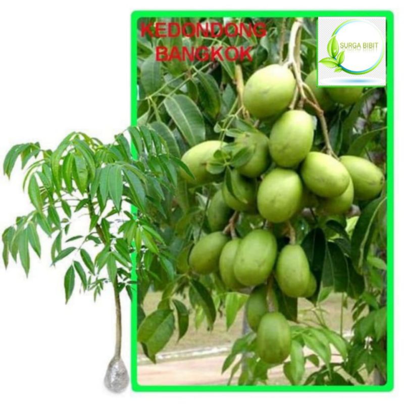 Bibit Buah Kedondong Bangkok cepat Berbuah.