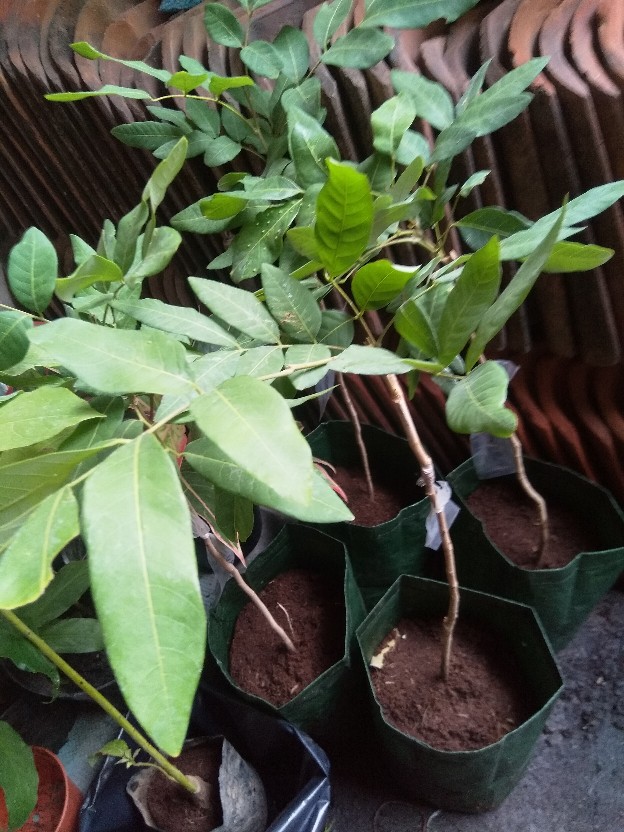 Bibit Kelengkeng Matalada Supermurah