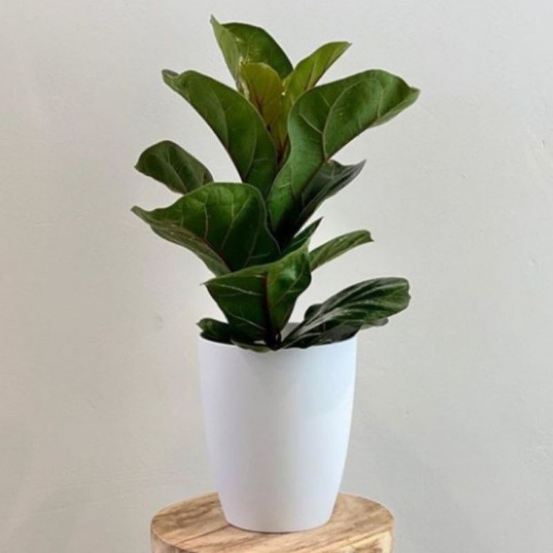 TANAMAN HIAS - KETAPANG BIOLA MINI