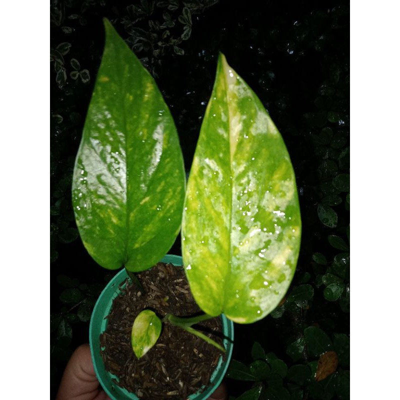 epipremnum yellow variegata