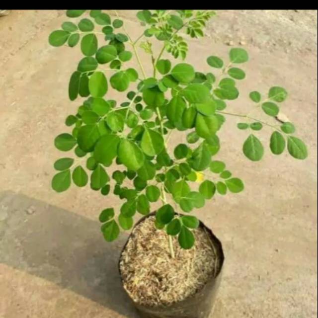 Tanaman herbal daun kelor / bibit daun kelor.