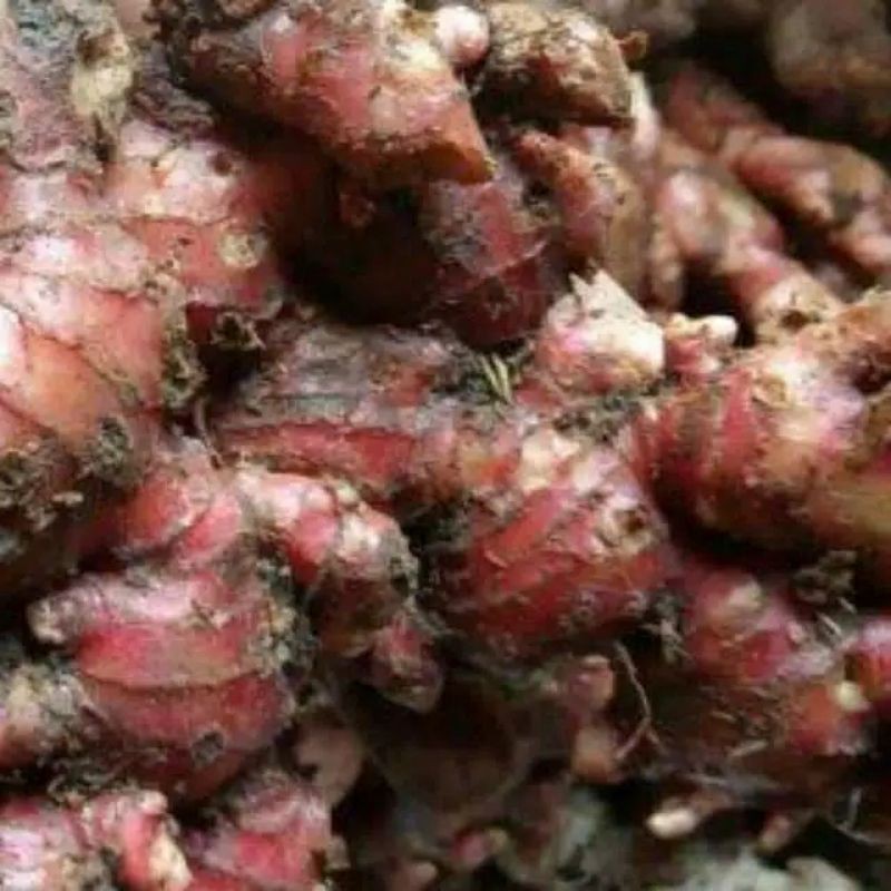

jahe merah 500gram