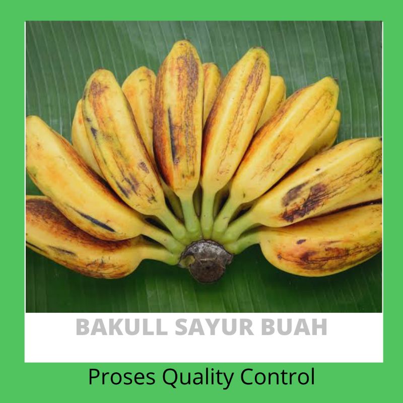 

BUAH PISANG RAJA SEREH BULU PER SISIR