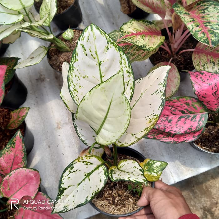 Tanaman aglonema super white - aglonema super white