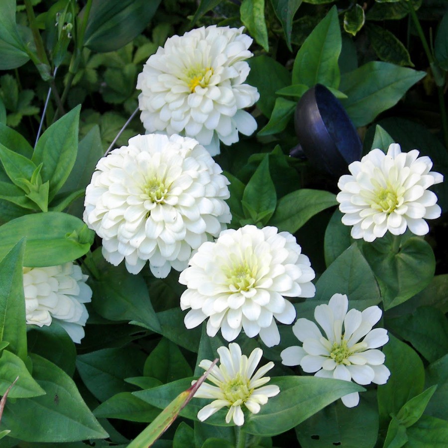 Benih-Bibit Bunga Zinnia Polar Bear (Haira Seed)