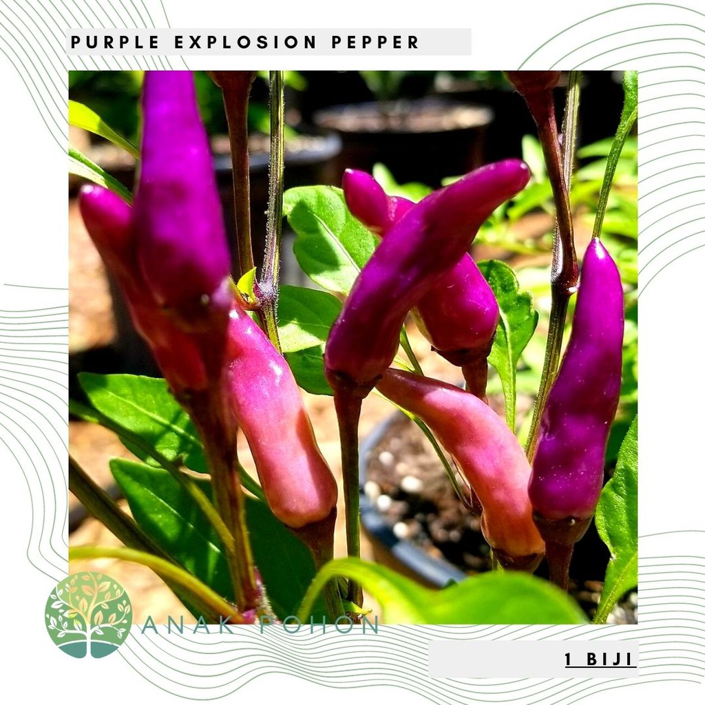 Benih Bibit Biji - Cabai Purple Explosion Cabe Rainbow Pepper Seeds