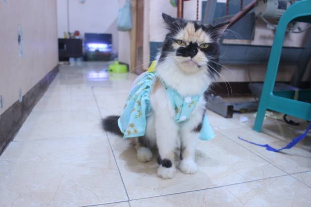 Dress satin toska motif bunga lucu untuk kucing dan anjing / baju kucing murah size S-XL