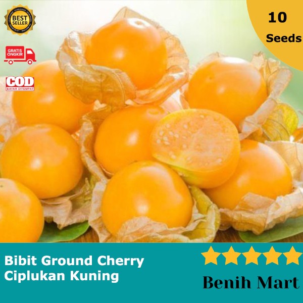 NEW BENIH BIBIT BUAH CIPLUKAN KUNING GROUND CHERRY JUMBO 