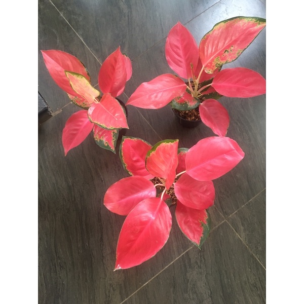 Aglonema Red majesty