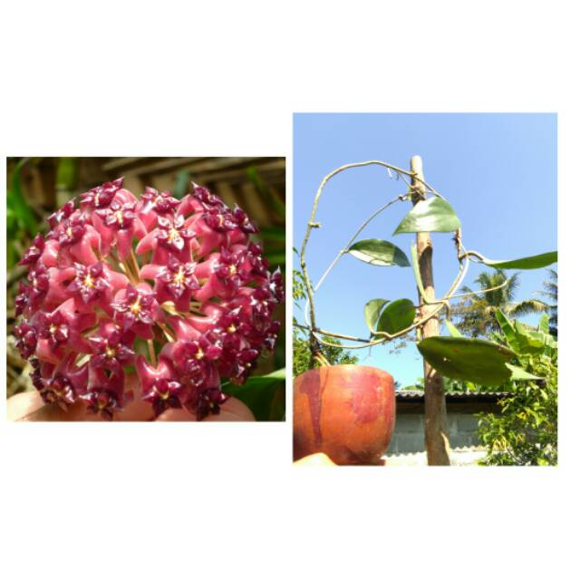 Hoya merah spesies Bali