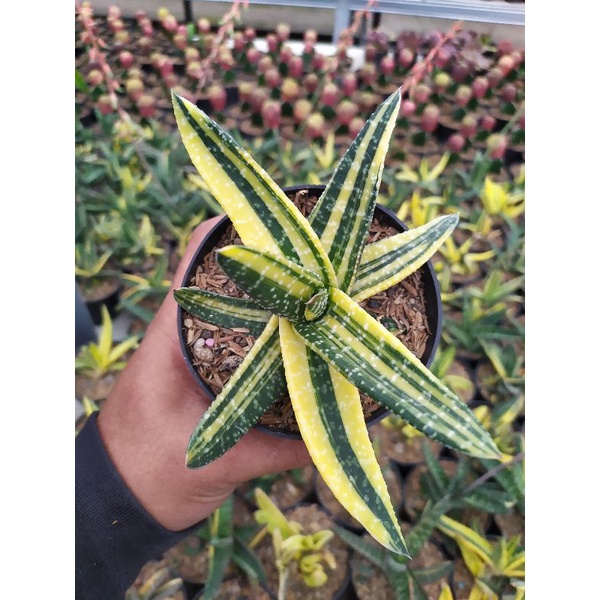 sukulen Gasteria variegata kuning | kaktus dan sukulen