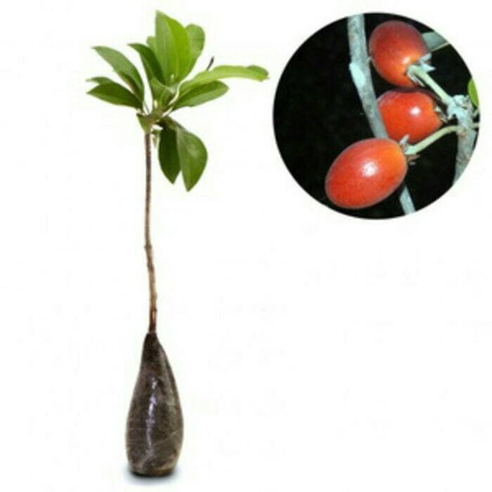 tanaman buah sawo kecik