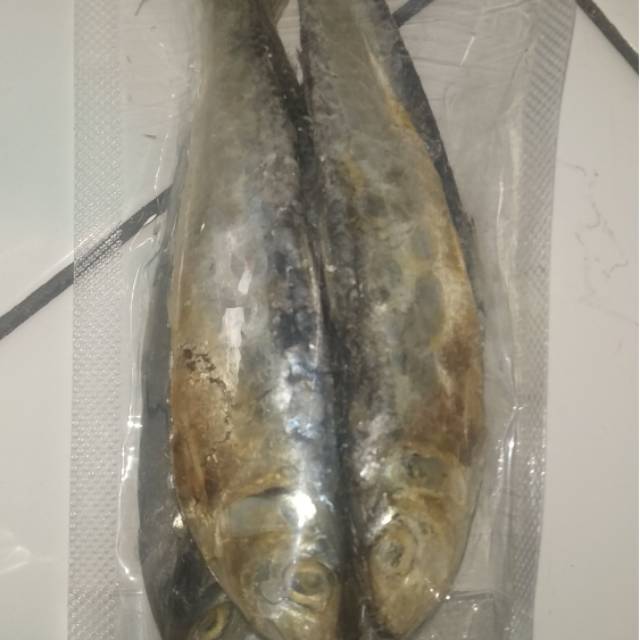 

Ikan tembang