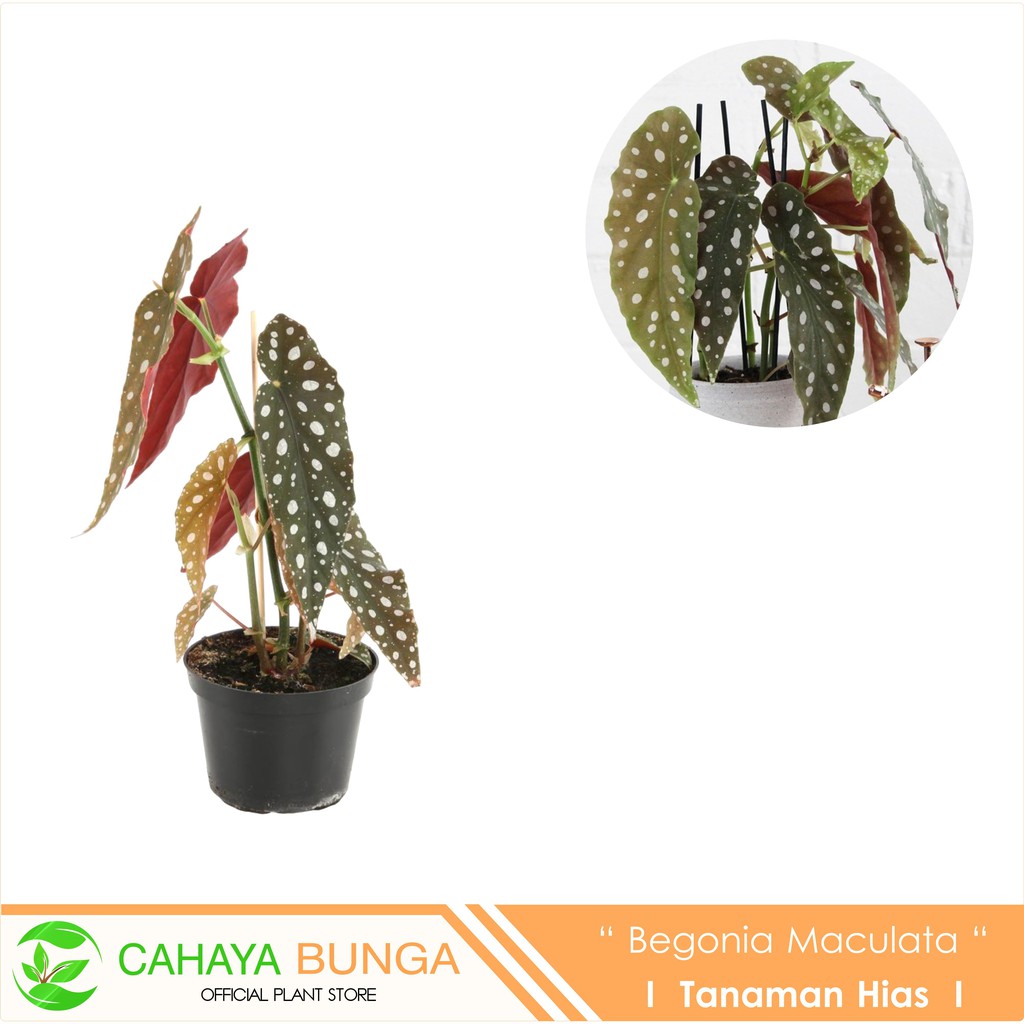 Tanaman Hias Begonia Maculata Wightii I Begonia Polkadot