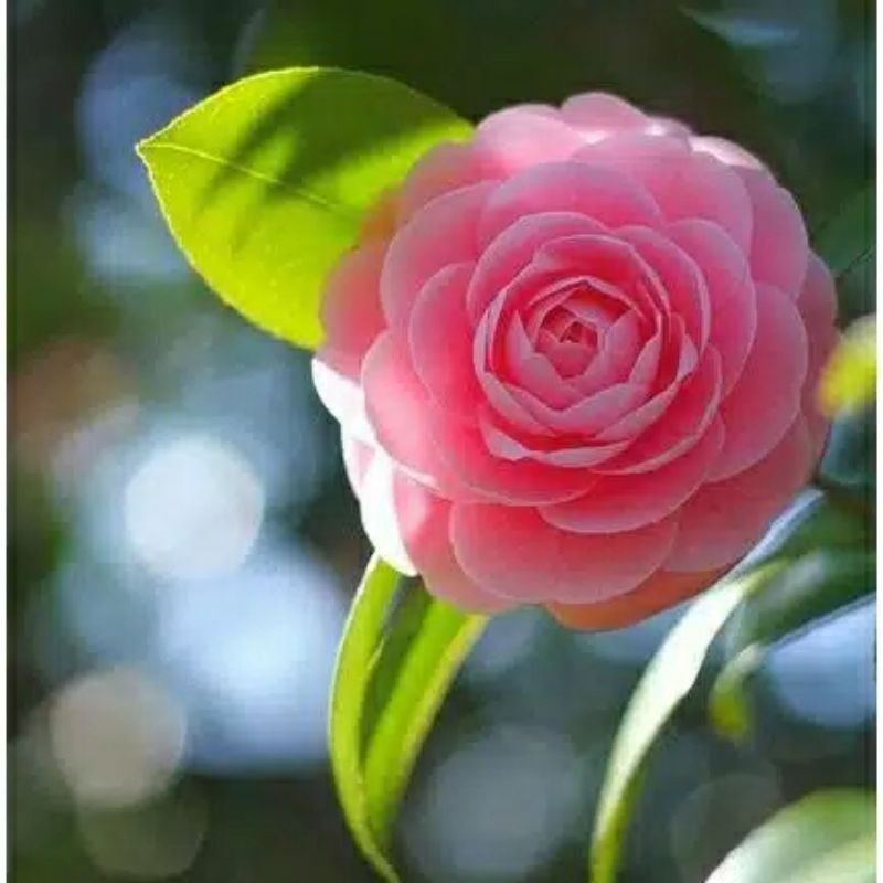 biji bunga camelia import - benih tanaman hias