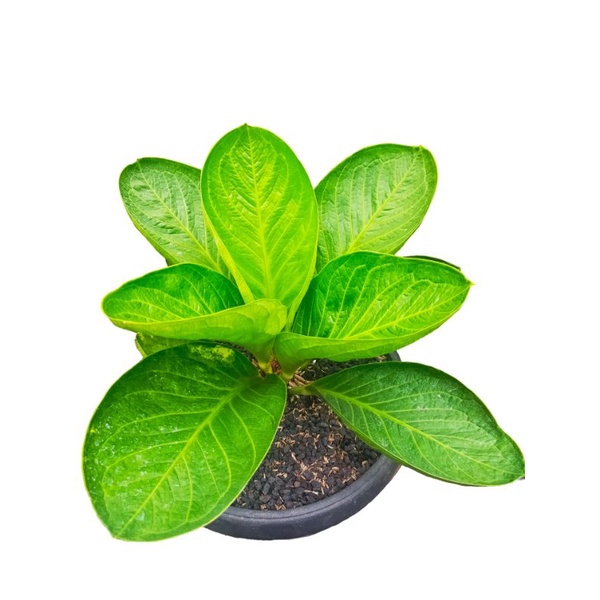 anthurium Jemani Mangkok