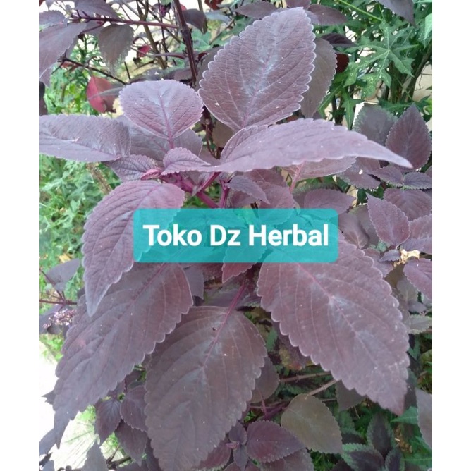 

Daun iler atau jawer kotok segar 500 gram-az