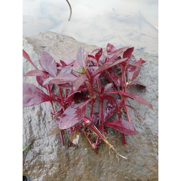 tanaman hias aquascape ludwigia red malang hiasan aquarium