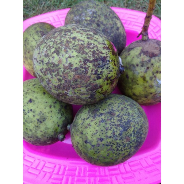 

Buah Pakel/ Buah limus muda segar 1kg