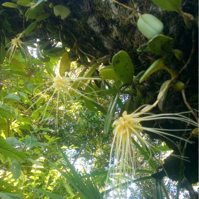 Anggrek bulbophyllum vaginatum