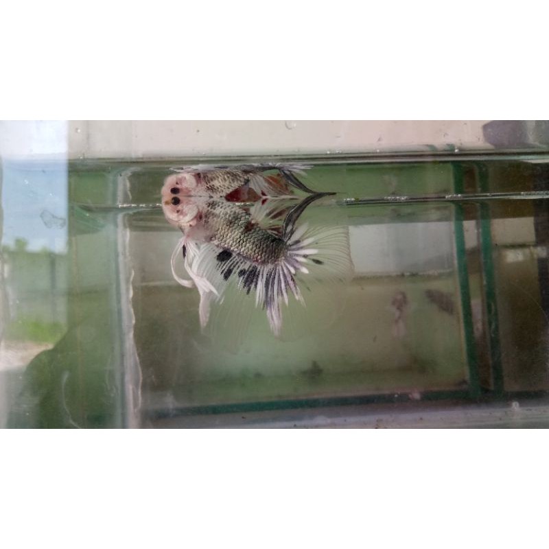 Ikan cupang HalfMoon koi cooper viral