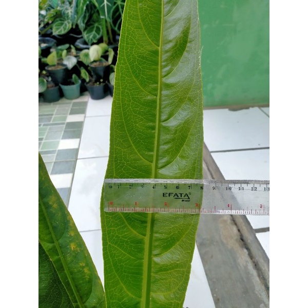 tanaman hias anthurium golok (REAL PICT)