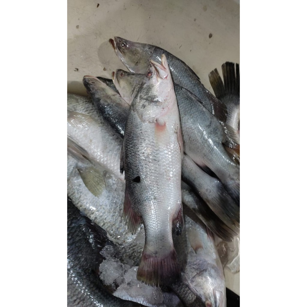 

Kakap Putih Segar - 1Kg